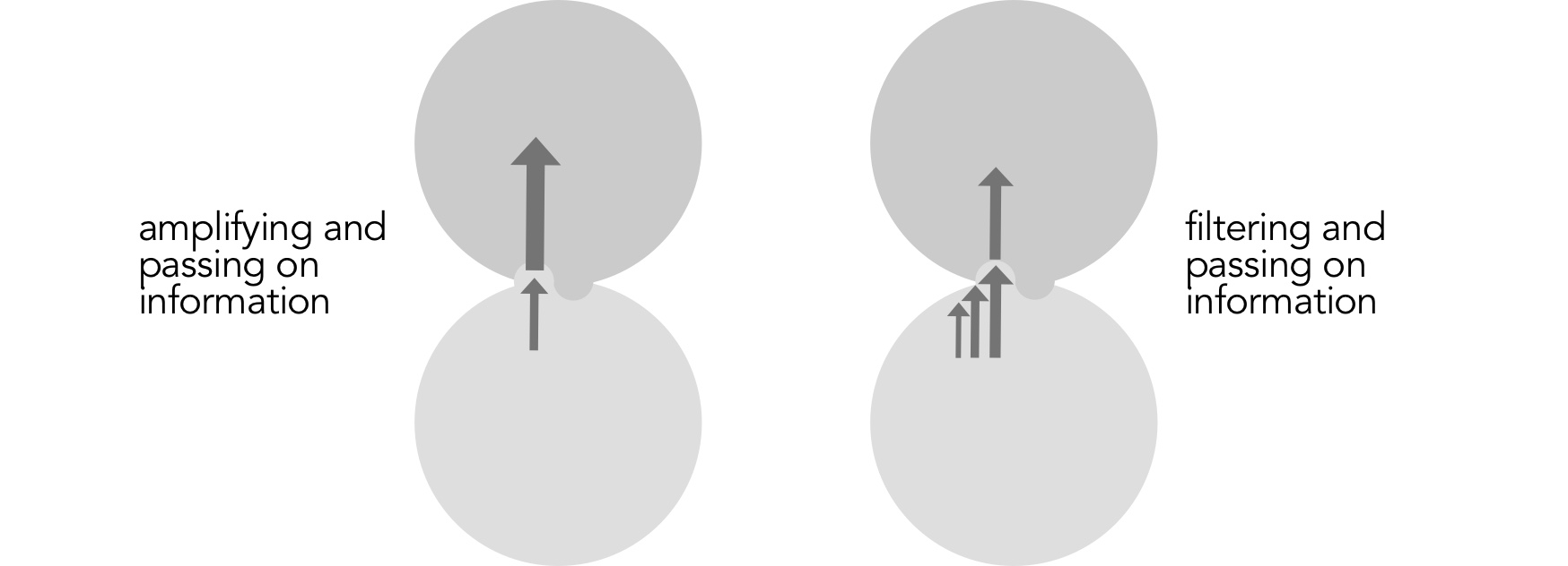 Flow of information in the context of circular hierarchy: amplification and filtering